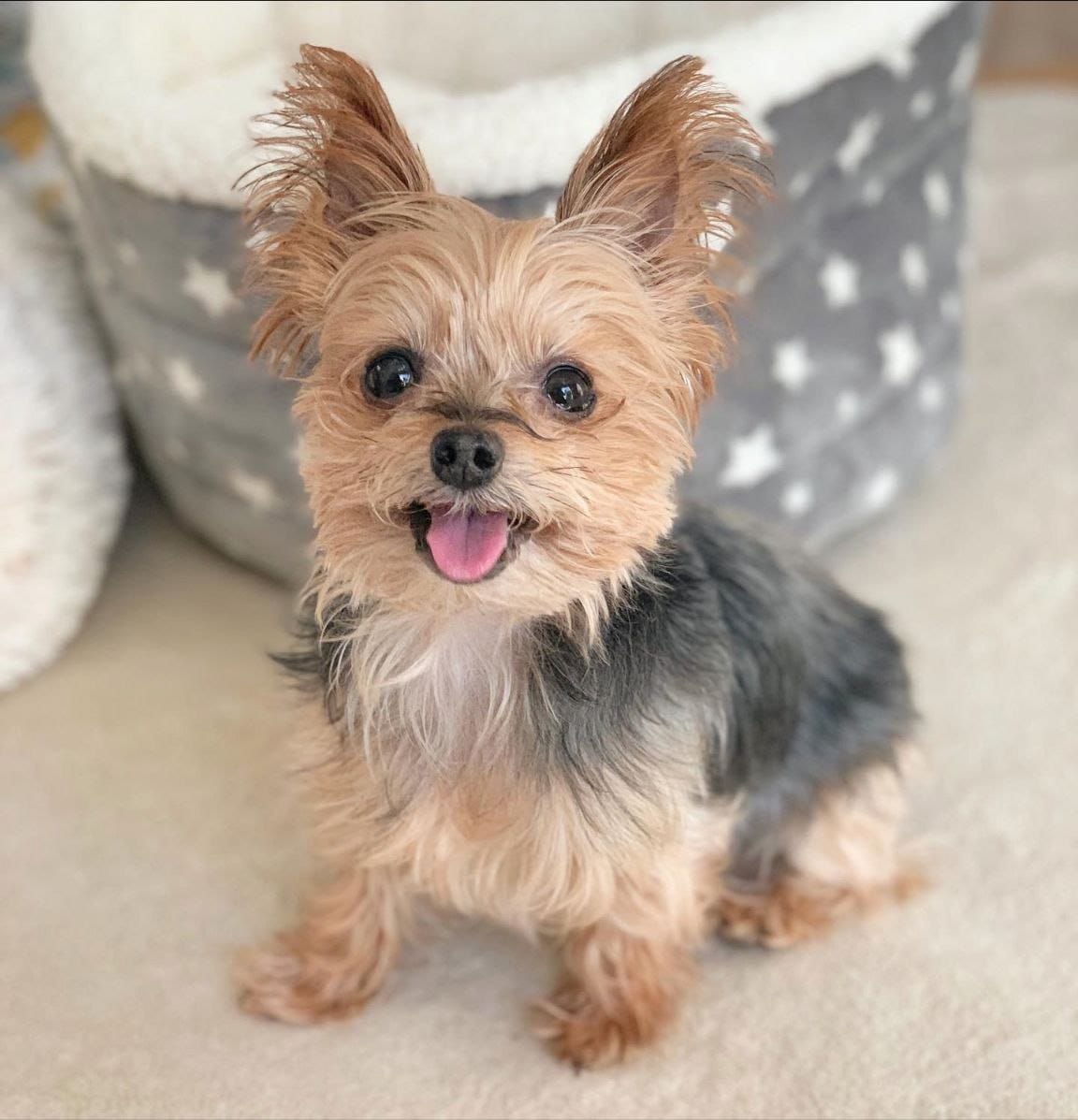 Adopt a Yorkie – Save Rescued Yorkies